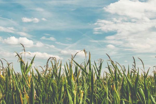 "Panoramic view of a lush cornfield with tall green stalks under a vast blue sky with wispy clouds, bathed in the warm light of the sun
