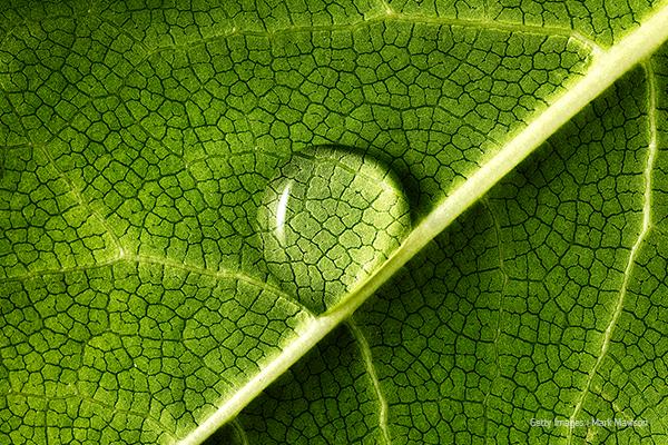 policy_european-green-deal